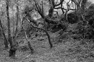 INDEX_Noreile_Breen_6x7-thumbnail-300x200.jpg