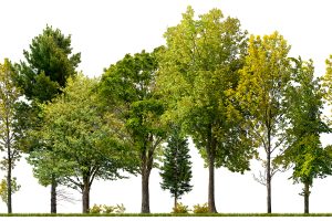 shutterstock_trees-300x200.jpeg